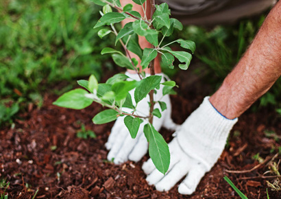 Tree Plantation